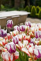 Tulipa - Old fashioned broken tulips 