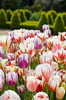 Tulipa - Old fashioned broken tulips
