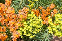 Erysimum and Euphorbia myrsinites - Wallflower and Myrtle spurge