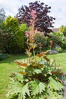 Rheum palmatum 'Atrosanguineum' - Rhubarb 'Atrosanguineum'