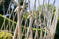 Bamboo sticks secured to form a support for climbing beans.
