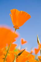 Eschscholzia californica - Californian Poppy