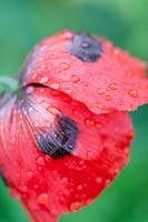 Papaver commutatum - 'Ladybird' poppy