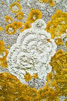 Lichens on gravestone