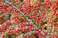 Cotoneaster 'Horizontalis' - Berries