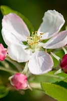 Malus domestica 'Bramley Seedling' - Cooking Apple Blossom
