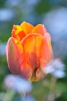 Tulipa 'Princess Irene' - Tulip 'Princess Irene'