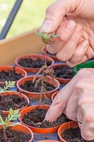 Person carefully transplanting Tagetes seedling from tray to pot.
