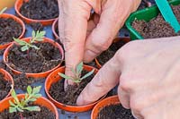 Person carefully firming the compost around recently transplanted Tagetes - Marigold seedling.
