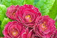 Primula 'Red Ruffles' - Primrose 'Red Ruffles'
