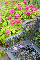 Rosa gallica var. officinalis - Apothecary's rose growing by wrought iron bench.