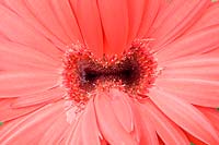 Gerbera - Close up of flower. 