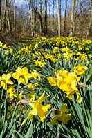 Narcissus - Daffodils in woodland garden.