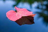 Vitis coignetiae - Autumn leaf floating in garden pond.