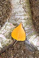 Betula 'Pendula' - Autumn fallen leaf laying on exposed birch root