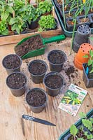 Plastic pots with compost ready to sow Courgette seeds. 
