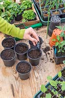 Woman adding label to newly sown courgettes in pots. 