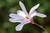 Magnolia stellata 'Rosea' - Star Magnolia 'Rosea'