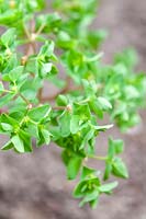 Euphorbia peplus - Petty spurge