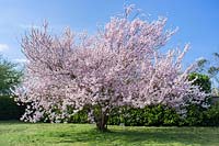 Prunus - Flowering Cherry