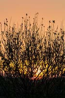 Sunset behind hedgerow branches.