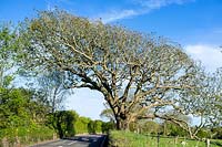 Quercus - Windswept oak over road. Gower, Wales.