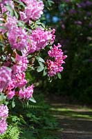 Rhododendrons planted in a woodland garden