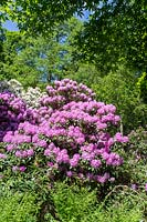 Rhododendrons in a woodland garden