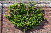 Prunus armeniaca trained on old brick wall