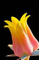 Echeveria secunda var. glauca flower 