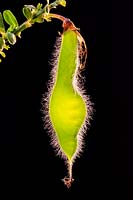 Cytisus scoparius 'Firefly' - Seed pod