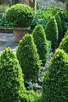 Rows of clipped Buxus edging