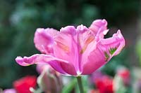 Pink tulipa
