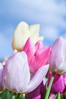 Mixed tulips in pastel shades
