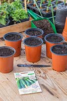 Plastic pot with compost ready for sowing Courgettes