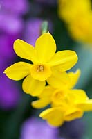 Narcissus 'Baby Moon' -  Jonquil Daffodil  'Baby Moon' 