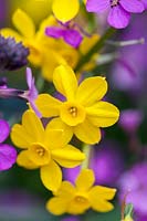 Narcissus 'Baby Moon' - Jonquil Daffodil 'Baby Moon' and Erysimum 'Bowles's Mauve' - Wallflower 'Bowles's Mauve'