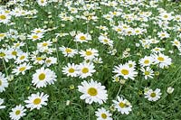Anthemis carpatica - White Marguerite Daisy