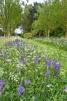 Camassia cusickii with Anthriscus sylvestris and white narcissus in wild garden planting