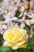 Rosa 'Arthur Bell' - Rose 'Arthur Bell' and Clematis montana var. rubens 'Pink Perfection'