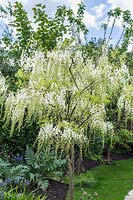 Wisteria Sinensis 'Alba' - White flowering Wisteria standard 