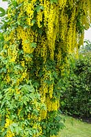 Laburnum anagyroides flowering in May