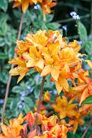 Rhododendron - Azalea 'Golden Eagle' - Knap Hill Hybrid 
