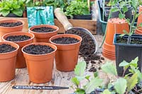 Plastic pots with compost ready to sow Cucumber seeds in Spring.