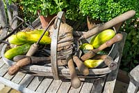 Cucumbers and garden tools in trug on the table	