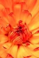 Calendula officinalis - Common Marigold 