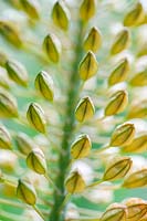 Eremurus stenophyllus - Narrow-leaved Foxtail Lily