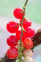 Ribes rubrum 'Rovada' - Redcurrant 'Rovada'