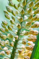 Eremurus stenophyllus - Narrow-leaved Foxtail Lily
