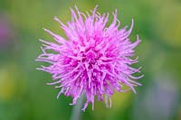 Cirsium dissectum - Meadow Thistle Flower